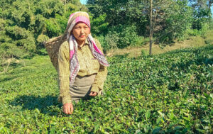 Bhavna Tamang, eine unserer Tee-Pflückerinnen in Darjeeling