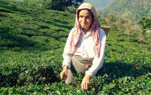 Pabitra Chettri, eine unserer Tee-Pflückerinnen in Darjeeling